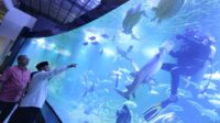 Wagub Jabar saat meninjau Aquarium Indonesia di Pangandaran